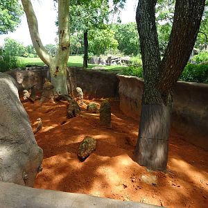 Meerkat Exhibit at Busch Gardens Tampa