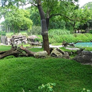 Flamingo Exhibit at Busch Gardens Tampa