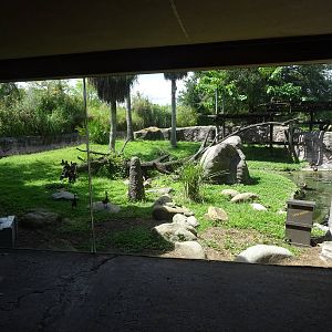 Lemur Exhibit at Busch Gardens Tampa