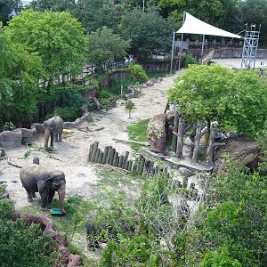 Elephant Exhibit From Above at Busch Gardens Tampa