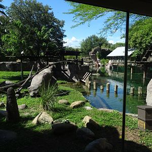 View of the Lemur/Hippopotamus Exhibits at Busch Gardens Tampa
