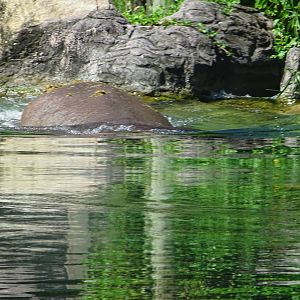 Hippopotamus (or at least the back-end of one!) at Busch Gardens Tampa