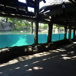 Hippopotamus Exhibit Viewing Area at Busch Gardens Tampa
