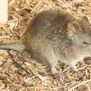 Long Nosed Potoroo