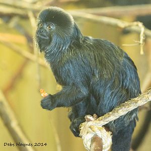 Goeldi's Monkey