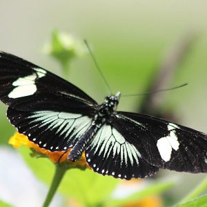 Butterfly ID