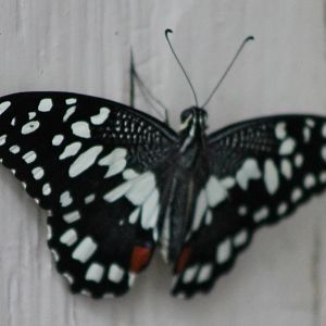 Butterfly ID