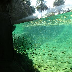 Hippopotamus Underwater Viewing at Busch Gardens Tampa