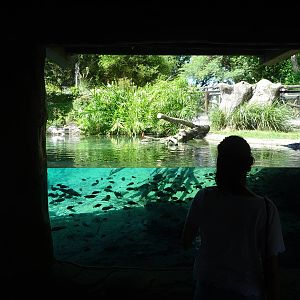 Nile Crocodile Underwater Viewing at Busch Gardens Tampa
