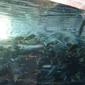 Nile Crocodile Underwater at Busch Gardens Tampa