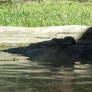Nile Crocodile at Busch Gardens Tampa