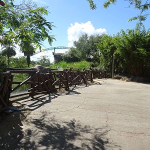 Nile Crocodile Above Water Viewing Area