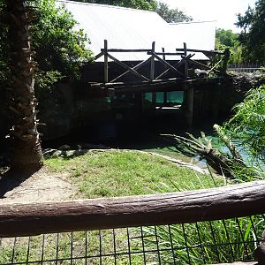 Nile Crocodile Exhibit at Busch Gardens Tampa
