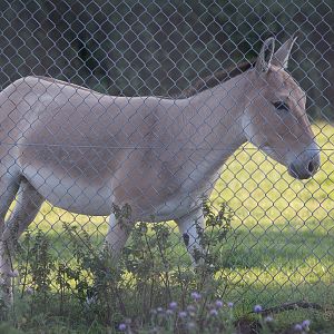 Onager : Whipsnade : 07 Sep 2014