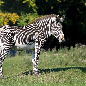 Grevy's zebra : Whipsnade : 07 Sep 2014