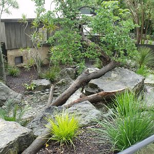 Tasmanian Devil Enclosure
