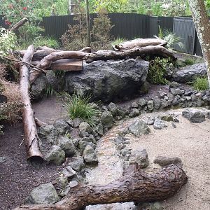 Tasmanian Devil Enclosure