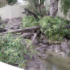 Asian Small- Clawed Otter Enclosure