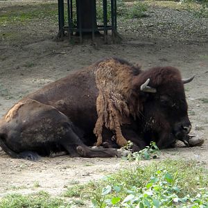 Old photo: American bison