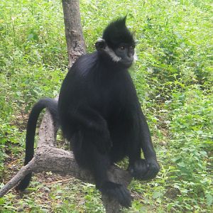 Old photo: Francois? langur