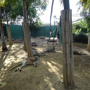 Kangaroo Exhibit at Busch Gardens Tampa