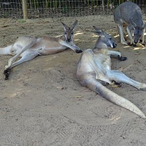 Kangaroos at Busch Gardens Tampa