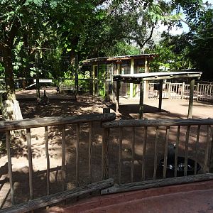 Emu Exhibit at Busch Gardens Tampa