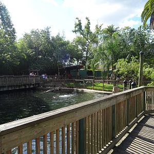 Walkabout Way Pond at Busch Gardens Tampa