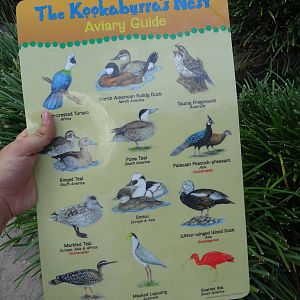 Species Guide for the Kookaburra's Nest Walkthrough Aviary at Busch Gardens