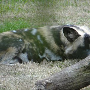African wild dog