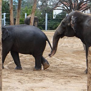 Asian elephants