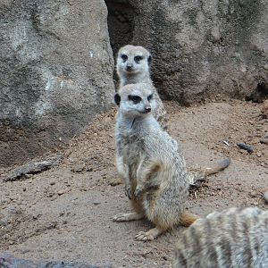 Meerkats