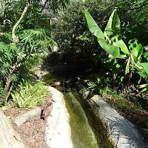 Kookaburra's Nest Walkthrough Aviary Pond at Busch Gardens Tampa