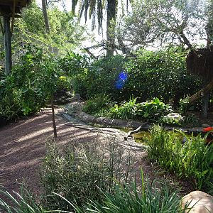 General View of the Kookaburra's Nest Walkthrough Aviary at Busch Gardens T