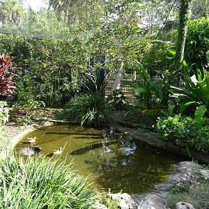 Kookaburra's Nest Walkthrough Aviary Pond at Busch Gardens Tampa