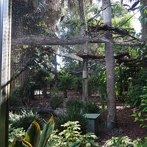 Kookaburra's Nest Walkthrough Aviary at Busch Gardens Tampa