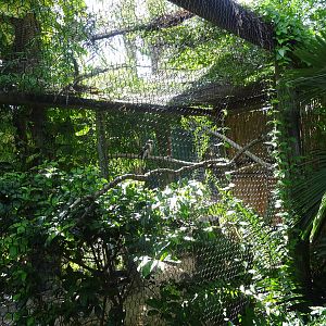 Laughing Kookaburra Exhibit at Busch Gardens Tampa