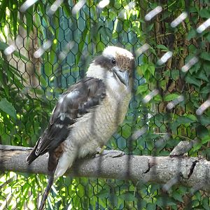 Laughing Kookaburra at Busch Gardens Tampa