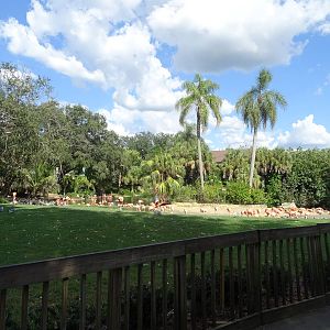 Flamingo Exhibit at Busch Gardens Tampa