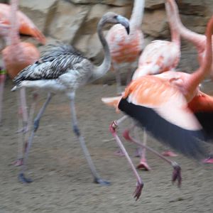 Flamingos