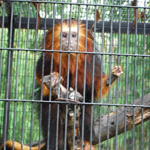 Golded-headed lion tamarin