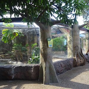 Komodo Dragon Exhibit at Busch Gardens Tampa