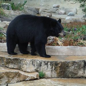 Black bear