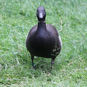 Brent goose