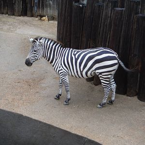 Zebra