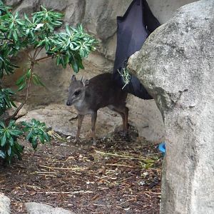 Blue duiker