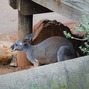 Red kangaroo