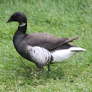 Brent goose