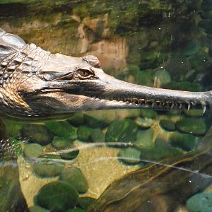 False gharial