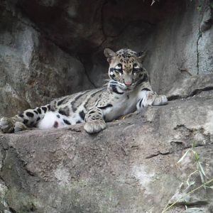 Clouded leopard